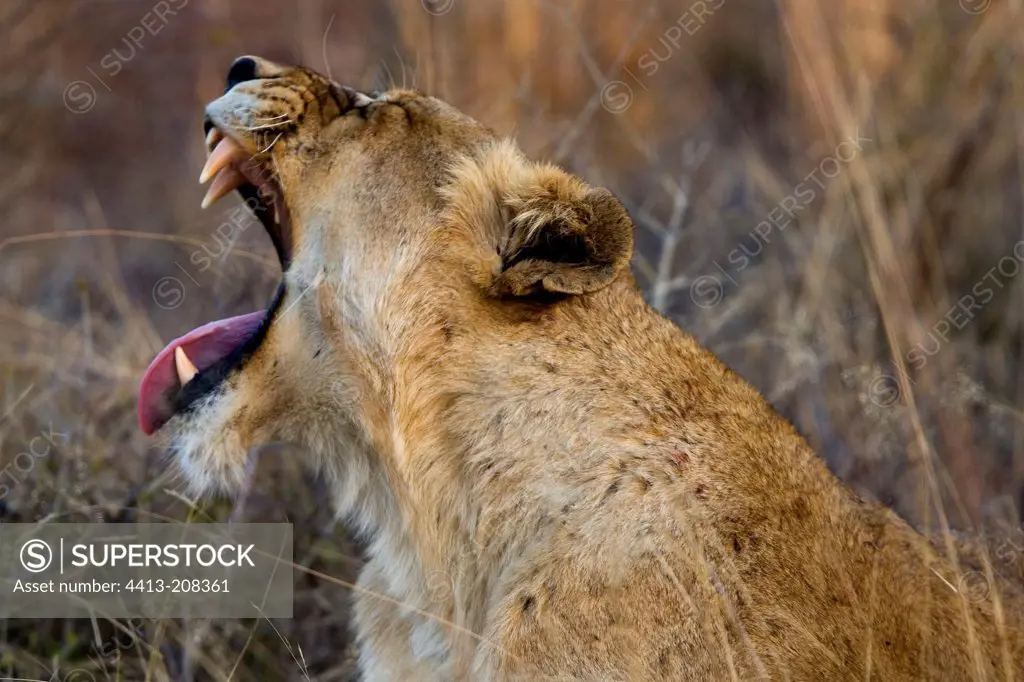 Lioness yawning NP Kruger South Africa