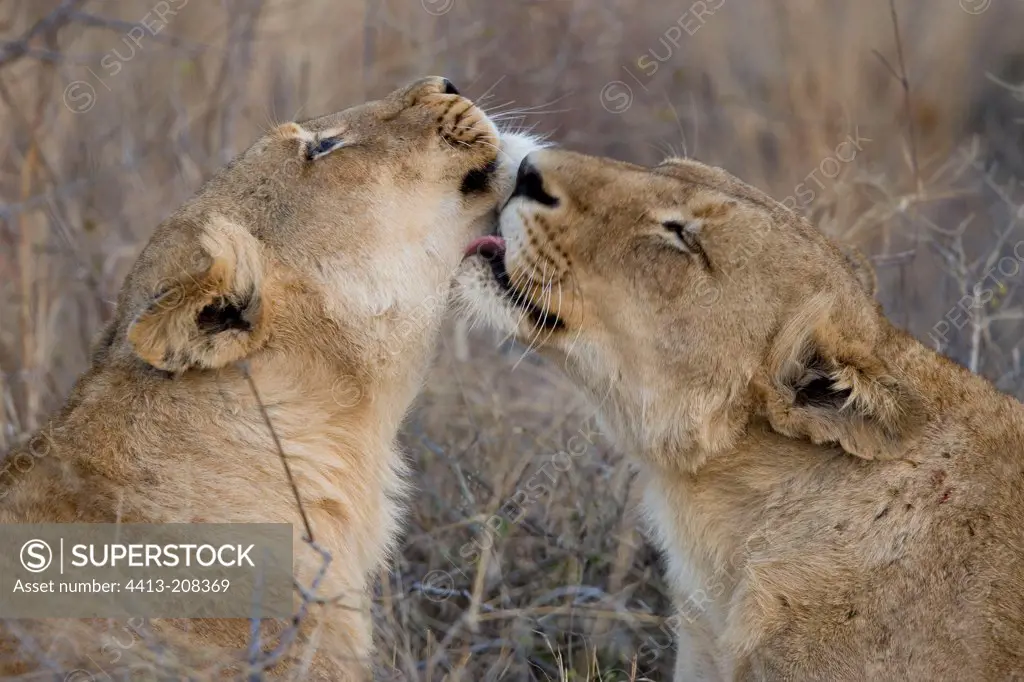 Lioness licking another lioness NP Kruger South Africa