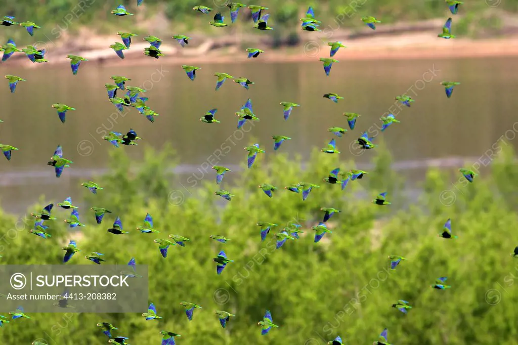 Cobalt-winged Parakeets in fight Tambopata Amazon Peru