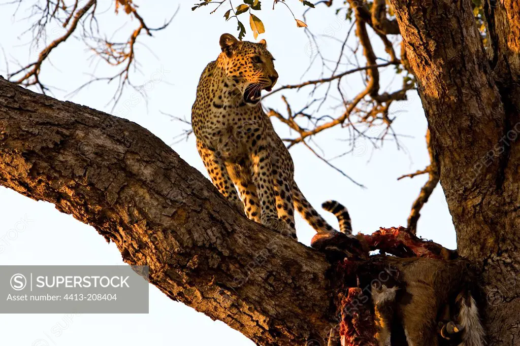 Leopard in a tree NP Chobe Botswana