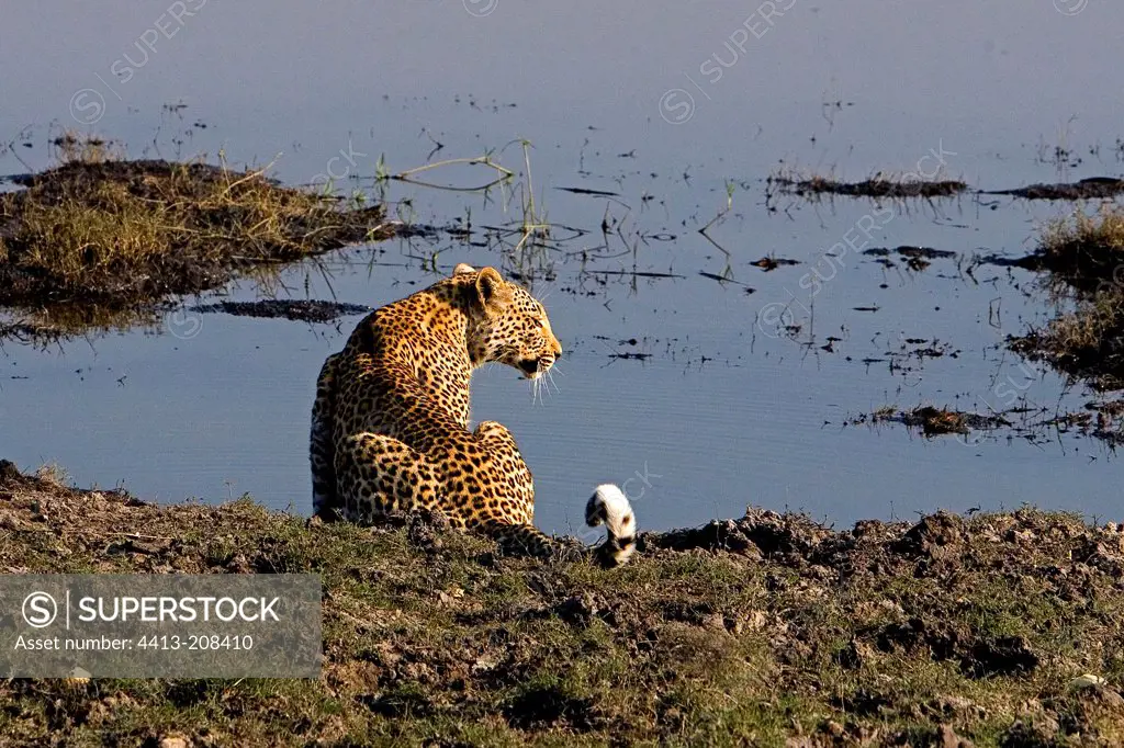 Leopard near a watering place NP Chobe Botswana