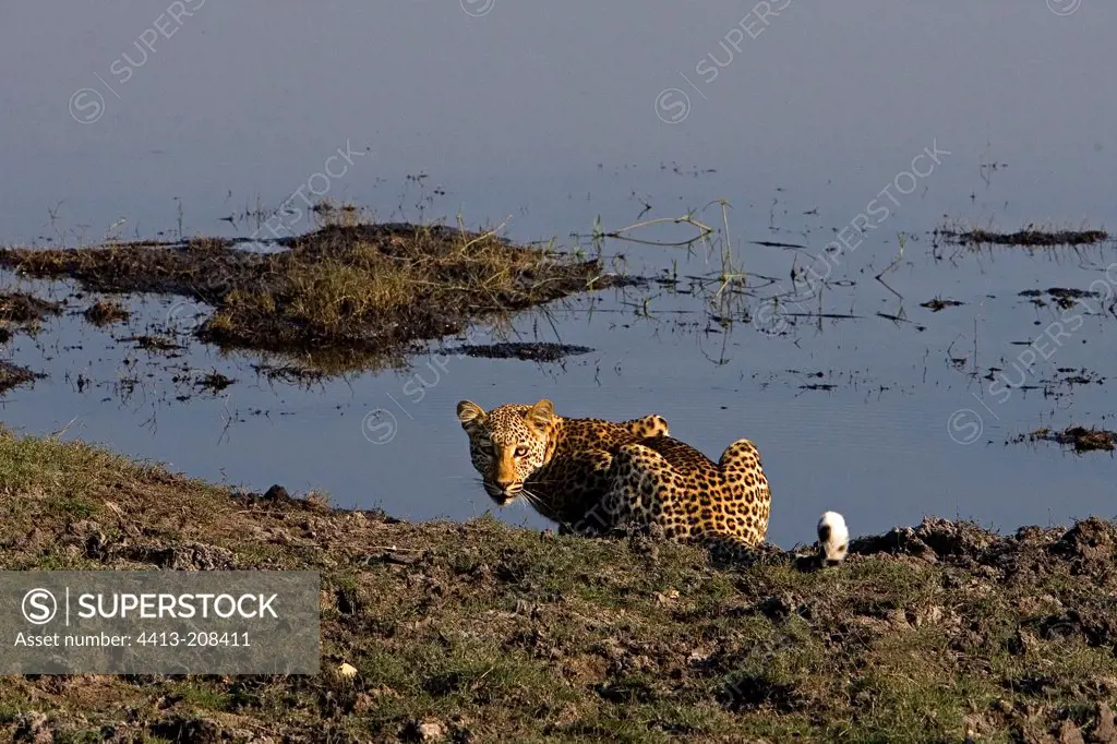 Leopard near a watering place NP Chobe Botswana