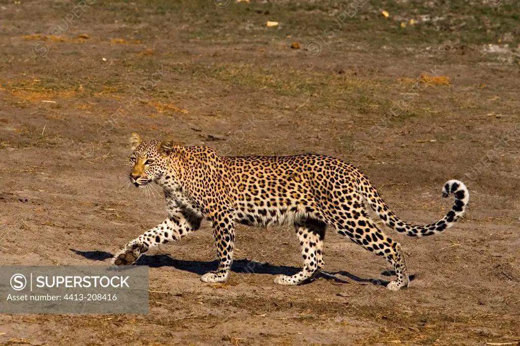 Leopard walking NP Chobe Botswana