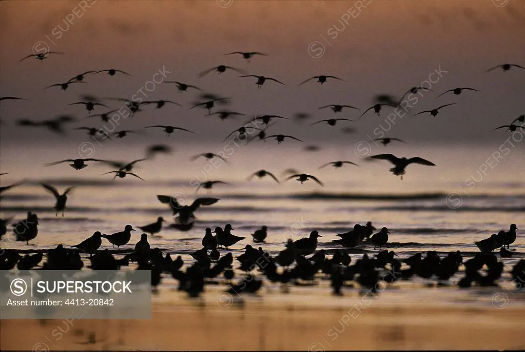 Flight of Plovers landing on the Atlantic littoral
