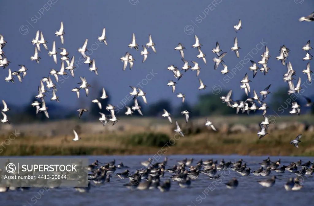 Black-tailed gowits flown over by Dunlins