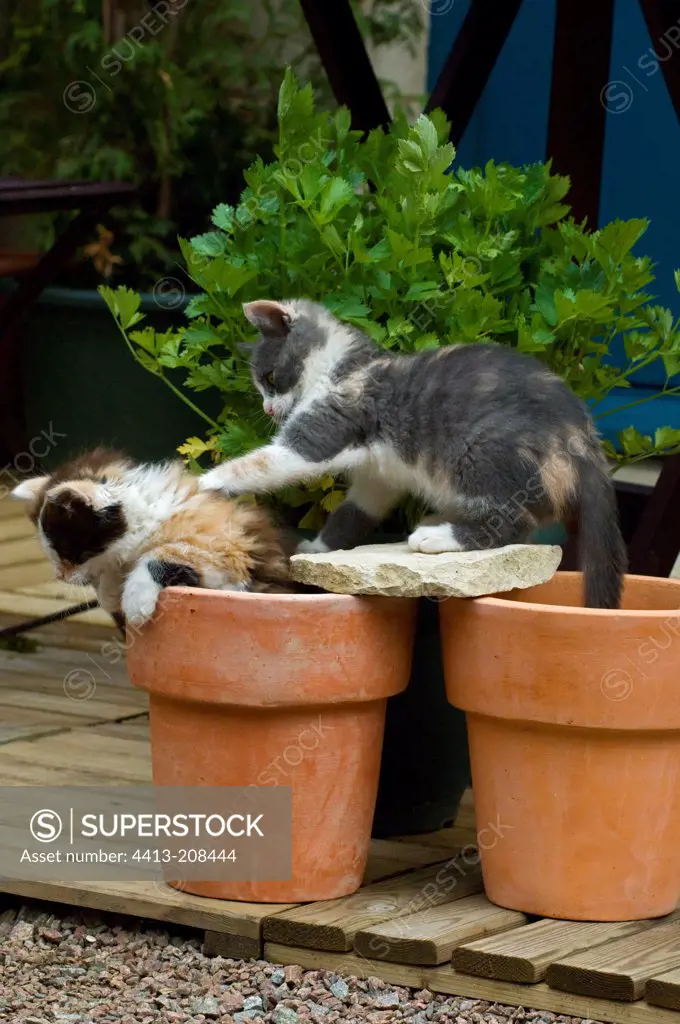 2 months old female kittens playing on flowerpots