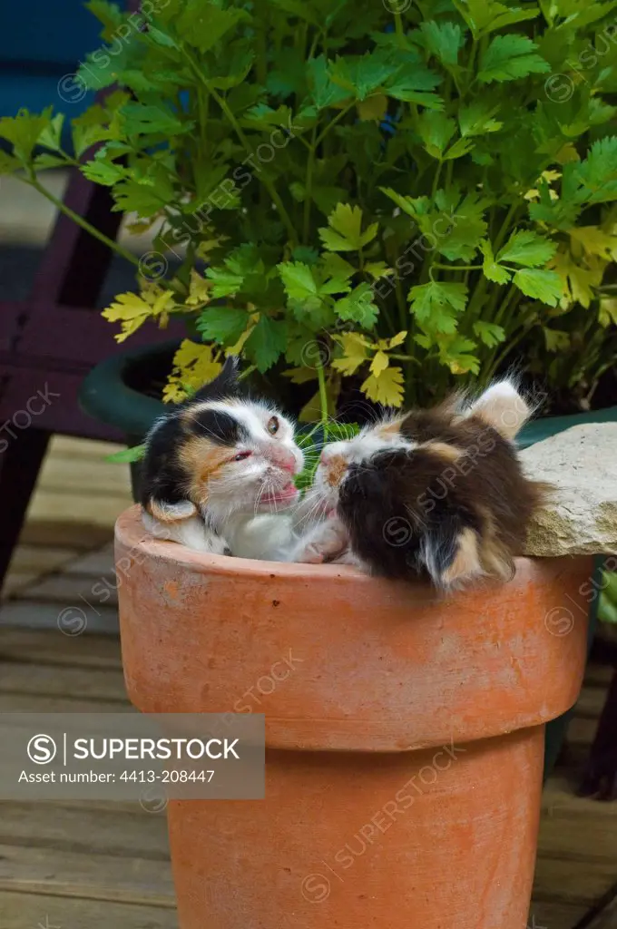 2 months old female kittens playing inside a flowerpot