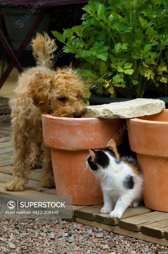 Poodle puppy and kitten playing on flowerpots