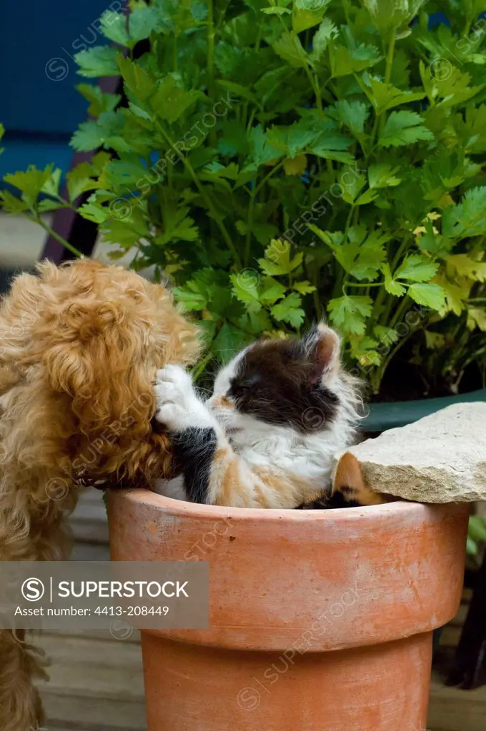 Poodle puppy and kittens playing on a flowerpot
