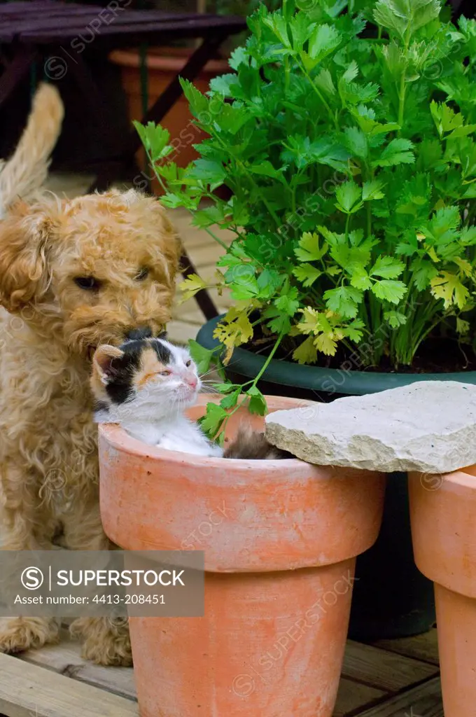 Poodle puppy and kittens playing on a flowerpot
