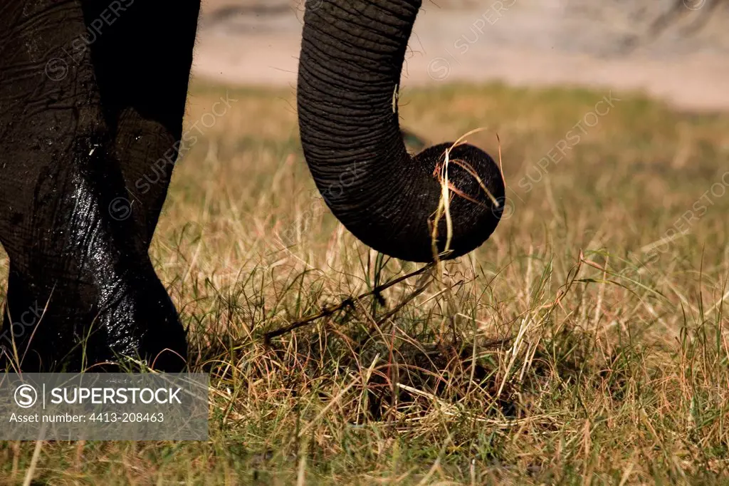 Trunk of an African elephant Chobe NP Botswana