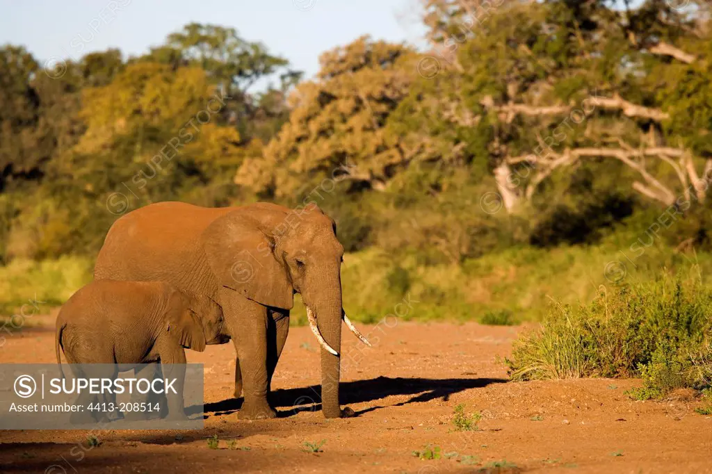 African elephant with its young NP Kruger South Africa