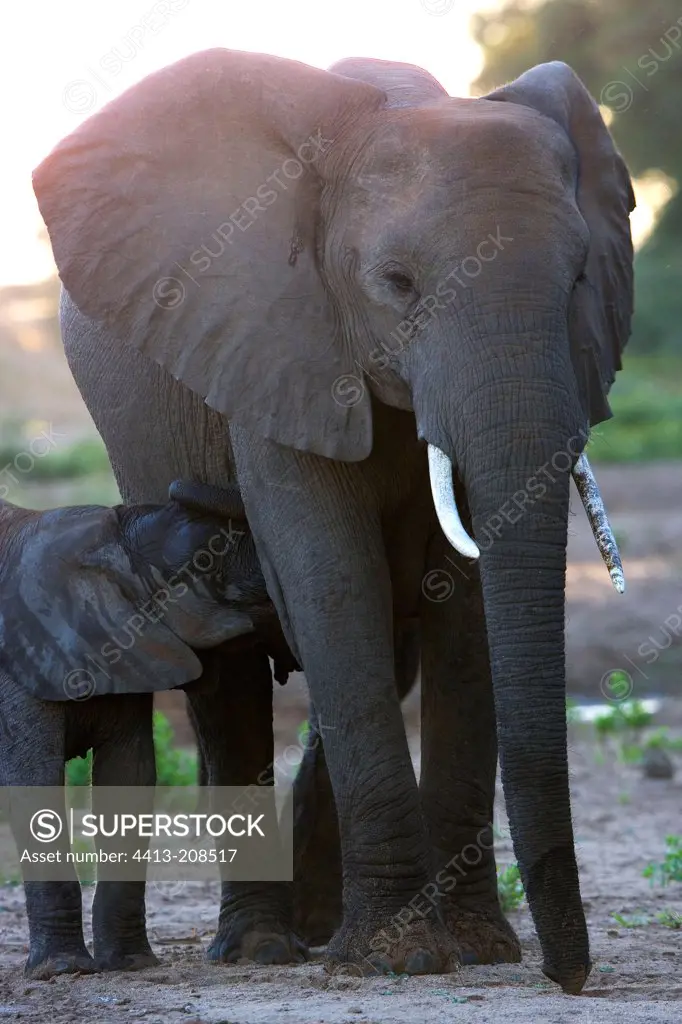 African elephant with its young NP Kruger South Africa