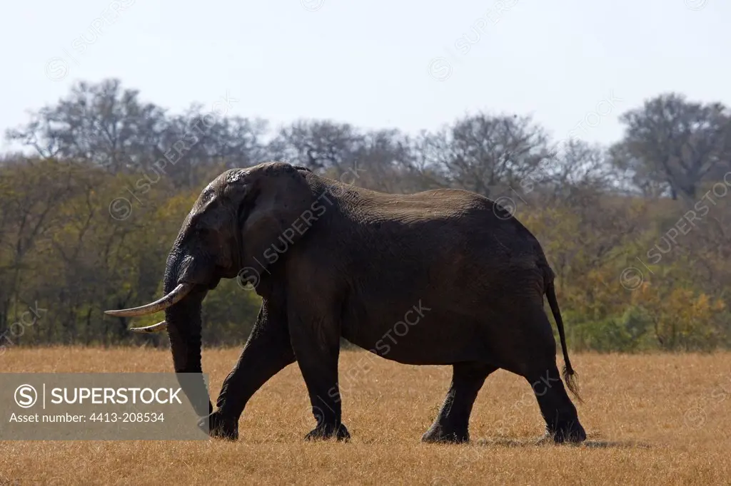 African elephant in the savanna NP Kruger South Africa