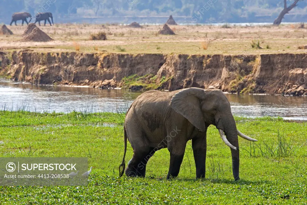 Elephant in the plain of Zambezi NP Mana Pools Zimbabwe