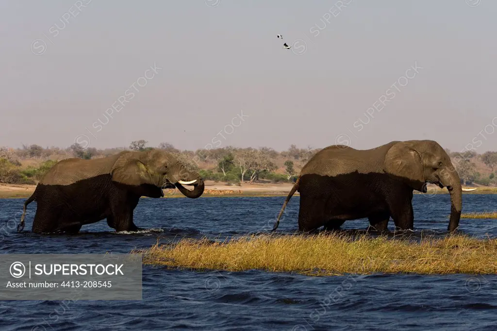 African elephants bathing and drinking NP Chobe Botswana