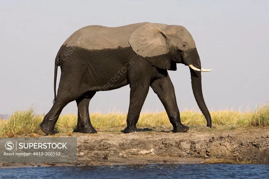 African elephant having just bathe NP Chobe Botswana