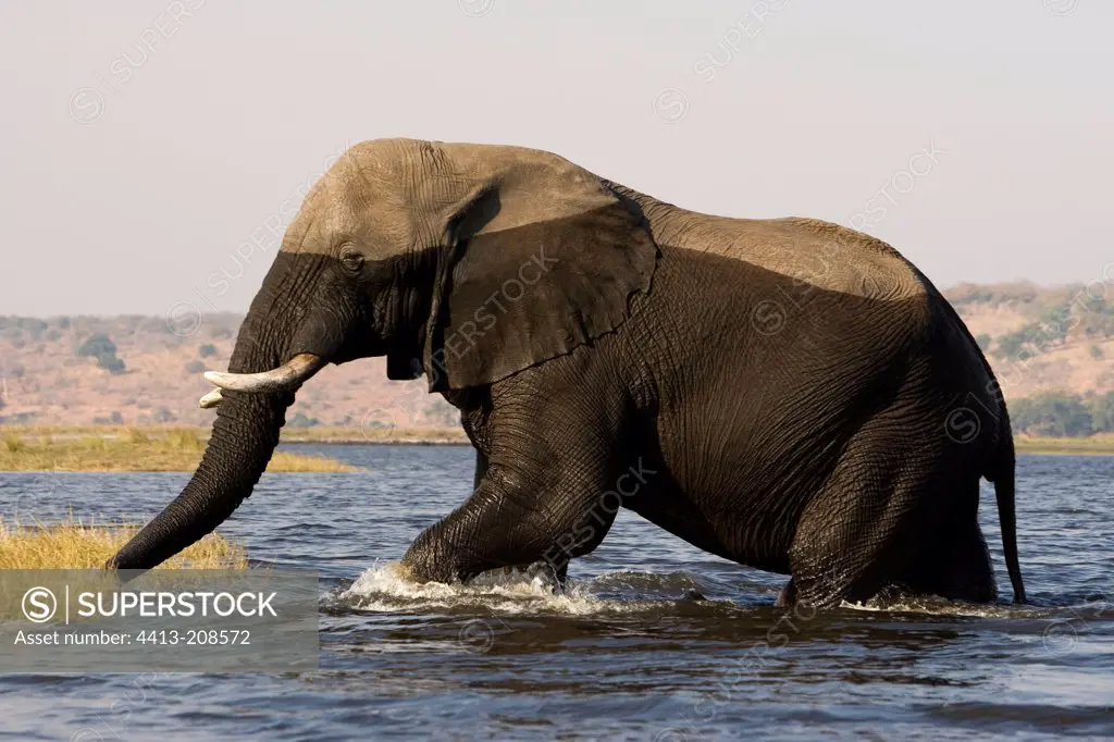 African elephant leaving water NP Chobe Botswana