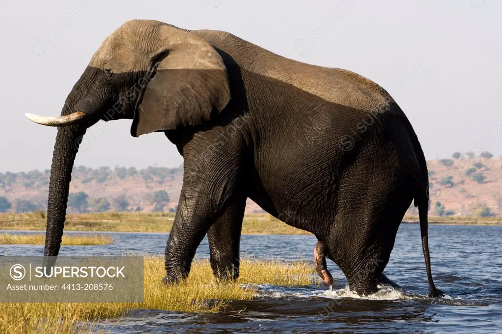 African elephant leaving water NP Chobe Botswana