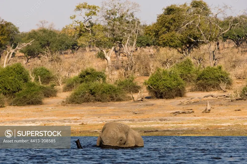 African elephant bathing NP Chobe Botswana