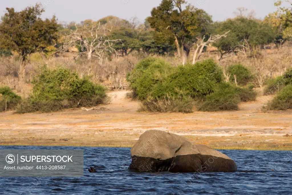 African elephant bathing NP Chobe Botswana