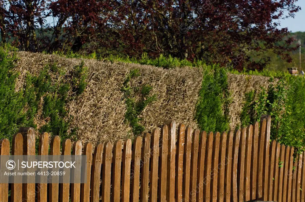 Arborvitae cut hedge dead by dryness