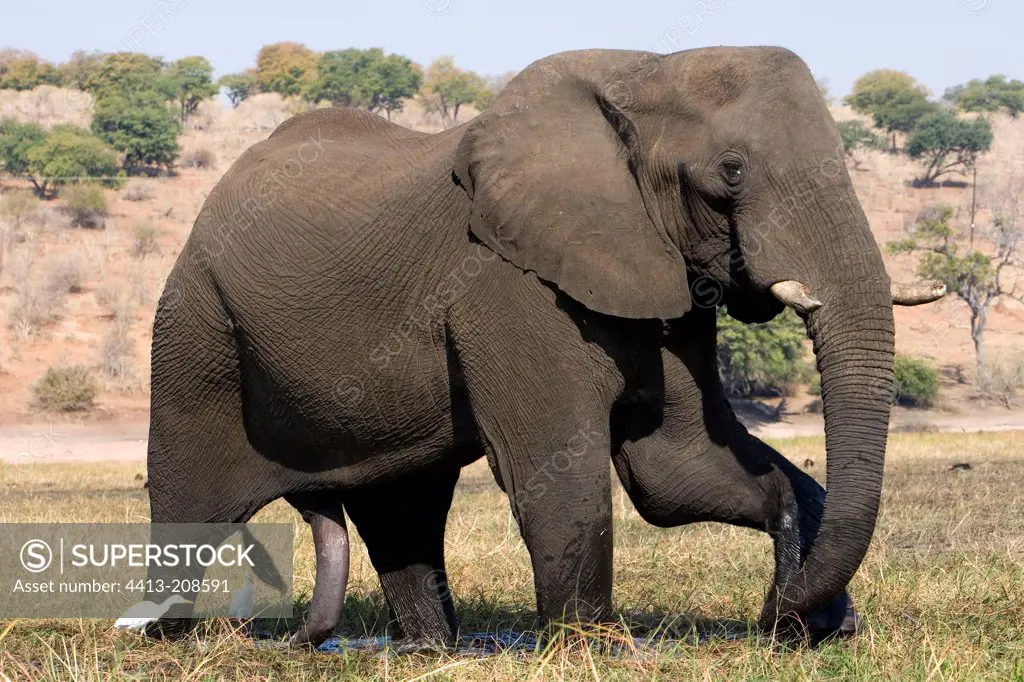 Male African elephant having an erection NP Chobe Botswana