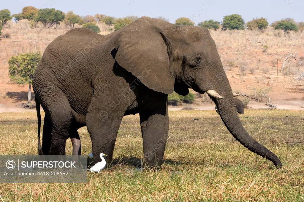 Male African elephant having an erection NP Chobe Botswana