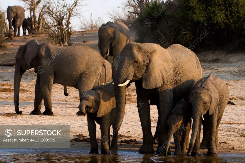 African elephants drinking NP Chobe Botswana