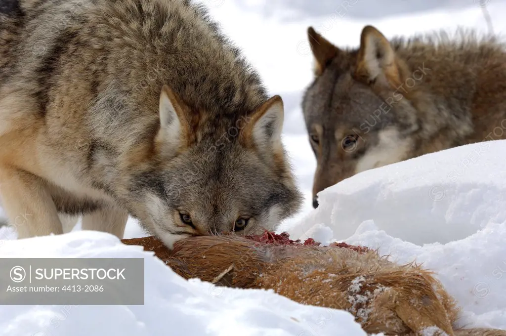 Female Wolf devouring a dead roe-deer Zoo of Ranua Finland
