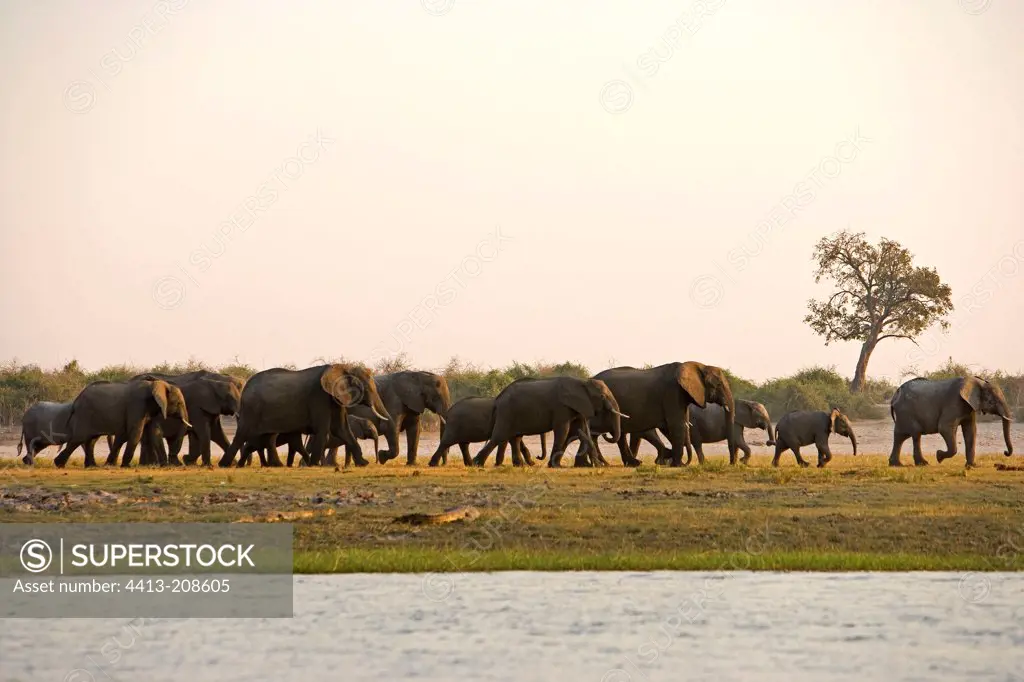 African elephants waterfront NP Chobe Botswana
