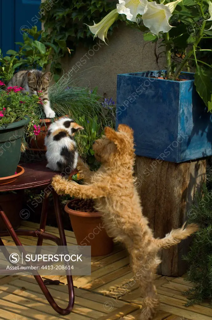 Poodle puppy and kittens playing on a garden terrace