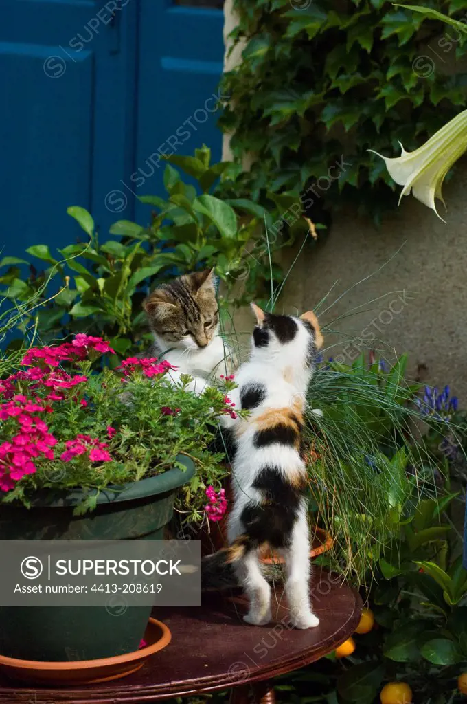 Female kittens playing on a garden terrace
