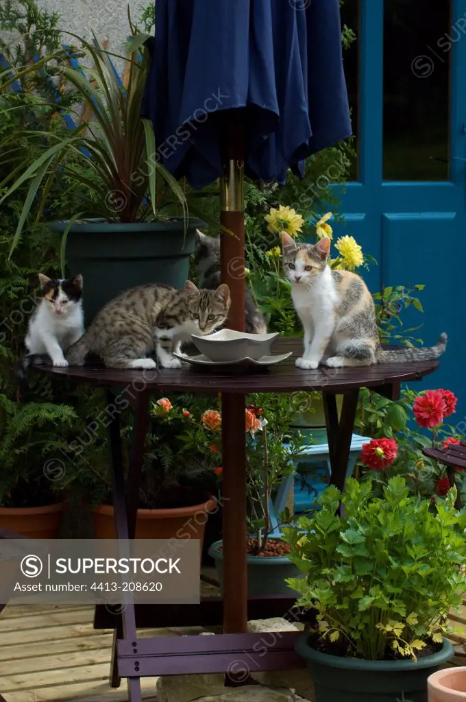 Female kittens on a garden table