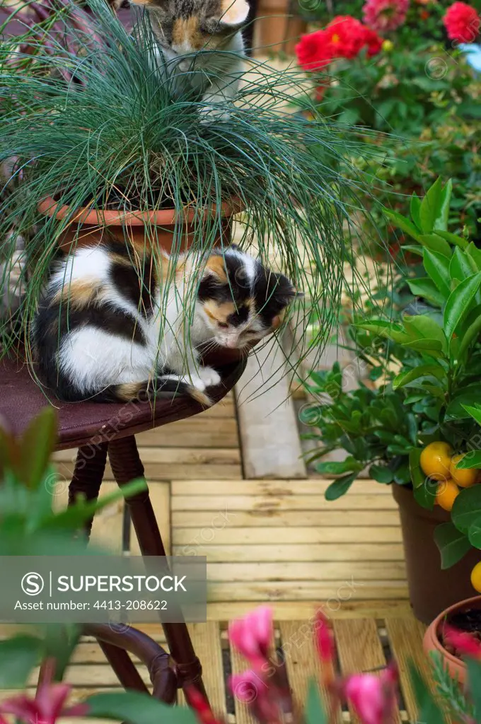 2 months female kitten on a garden table