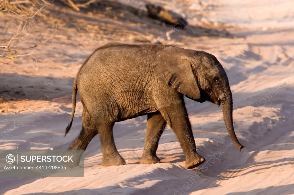 Baby African elephant NP Chobe Botswana