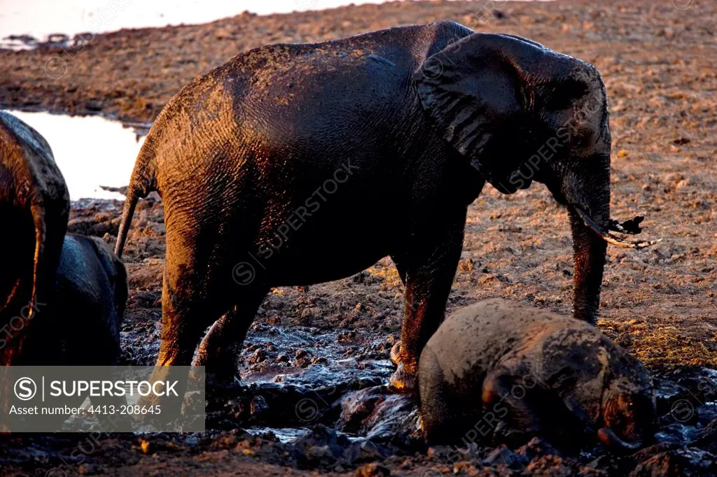 African elephants covered with mud NP Chobe Botswana