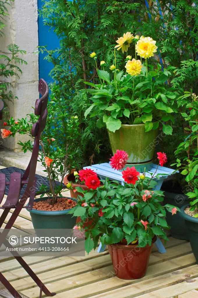 Dahlias on a garden terrace