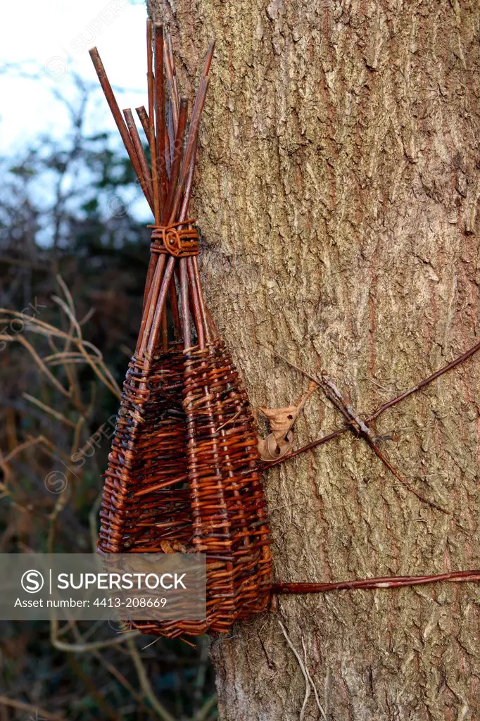 Bird Feeder wicker clung to a tree trunk France