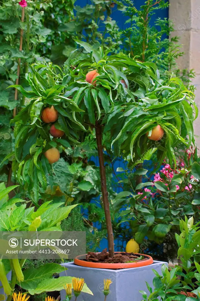 Dwarf peach tree on a garden terrace