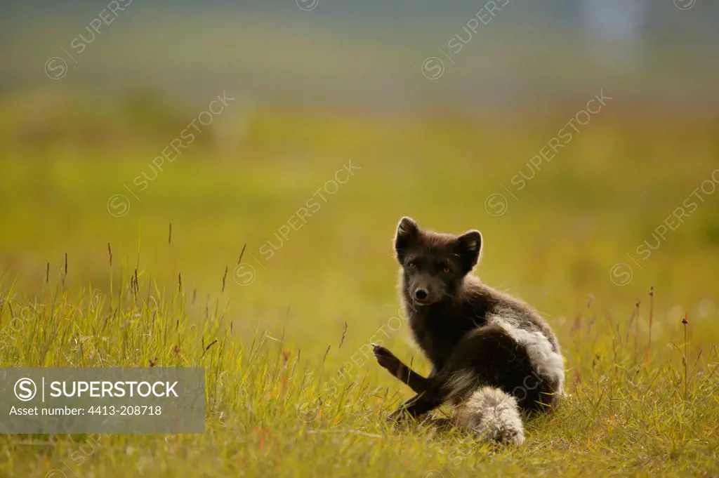 Arctic fox surprised grooming in a meadow in Iceland