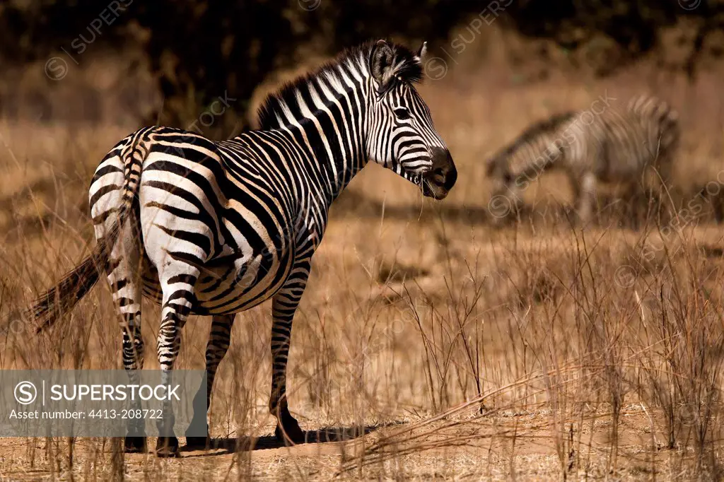 Burchell's zebras in the savanna NP Mana Pools Zimbabwe