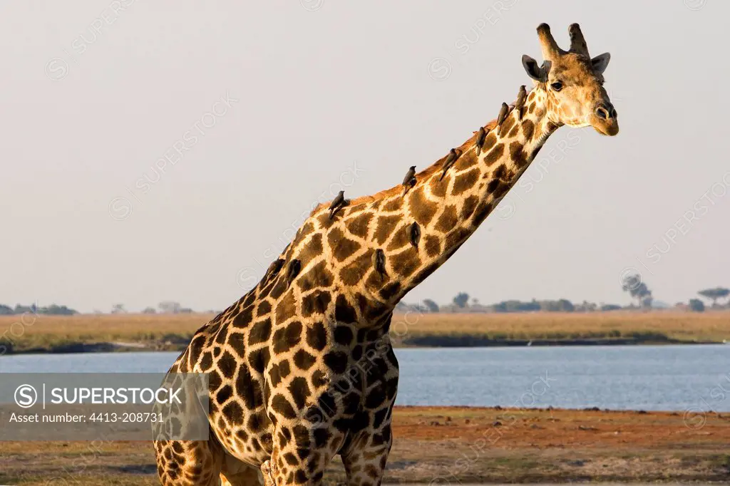 Giraffe deworming by birds NP Chobe Botswana