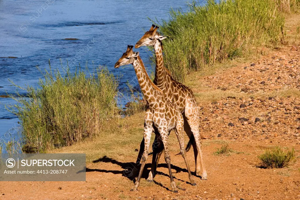 Giraffes near a watering place NP Kruger South Africa