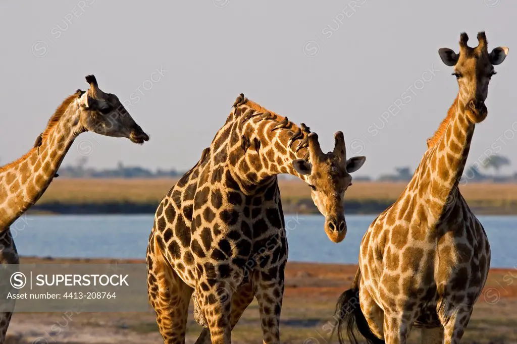 Giraffes deworming by birds NP Chobe Botswana