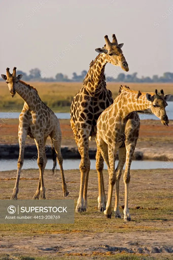 Giraffes deworming by birds NP Chobe Botswana