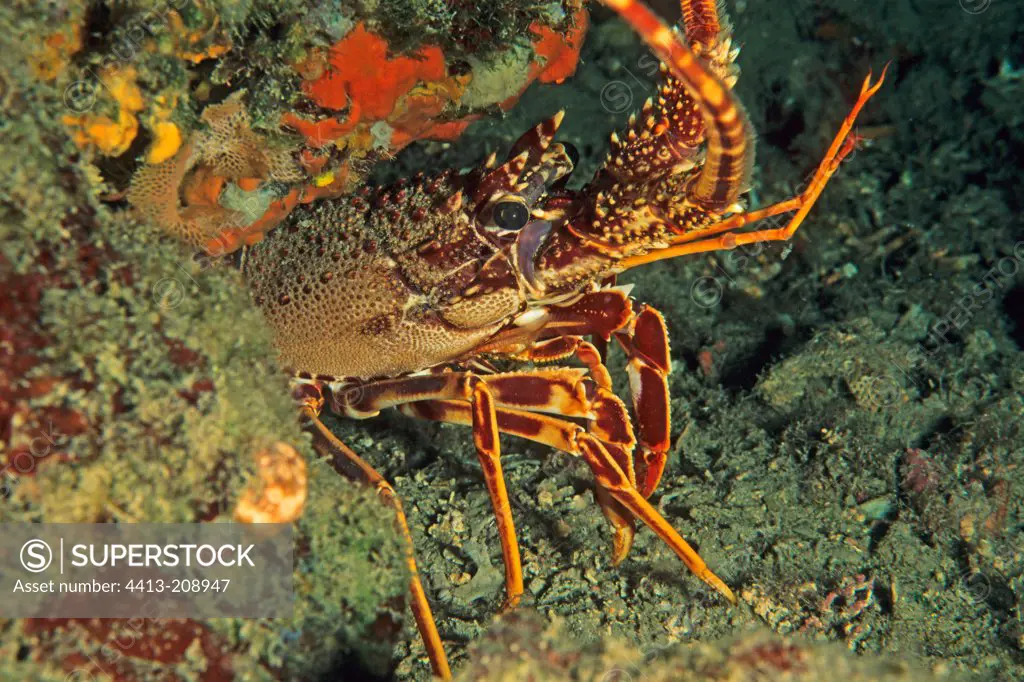 Mediterranean lobster walking to the bottom France