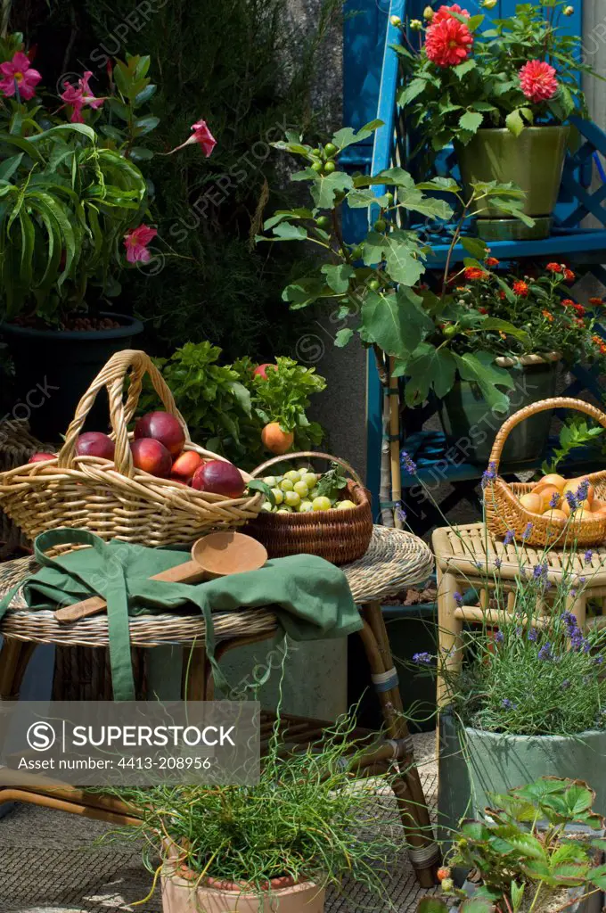Dwarf fruit trees and fruit harvest on a garden terrace