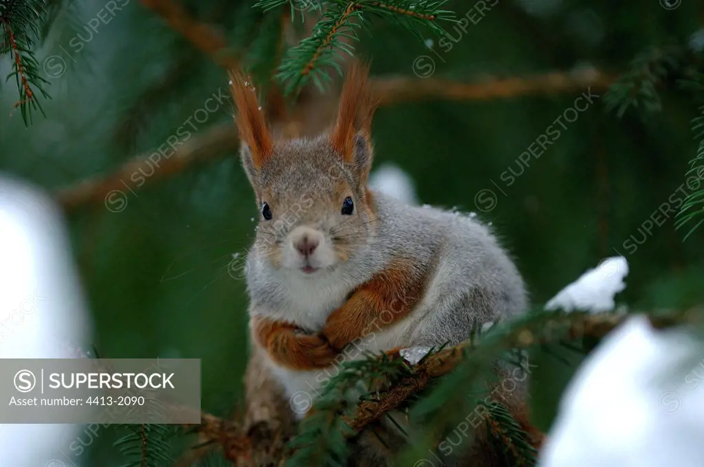Eurasian Red squirrel in observation in branche Zoo of Ranua