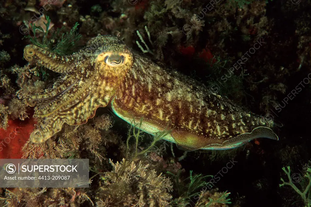 Portrait of a Mediterranean Cuttlefish Frejus France
